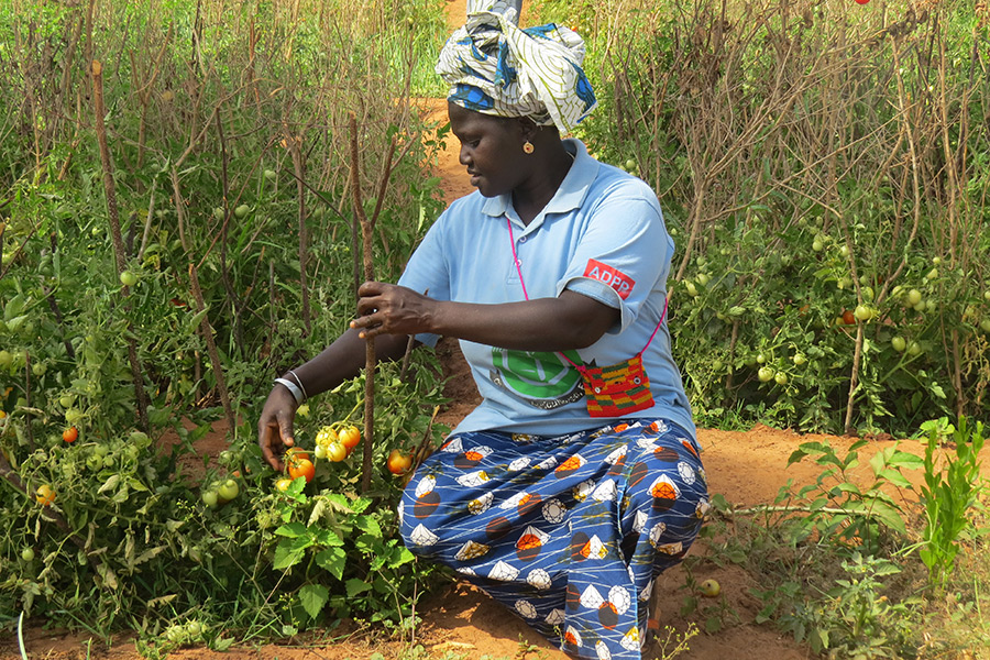Kvinder i Farmers Clubs Guinea Bissau plukker de modne tomater