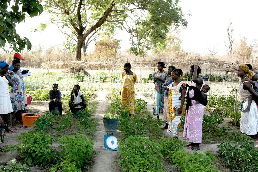 Undervisning i model grøntsagshave i Guinea Bissau