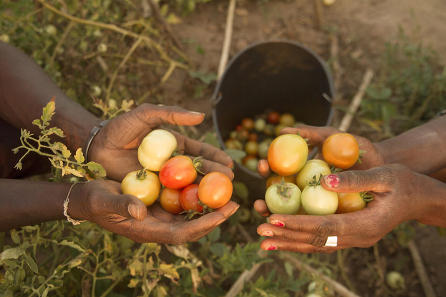 Plukning af tomater i Farmers Club projektet i Oio, Guinea-Bissau.